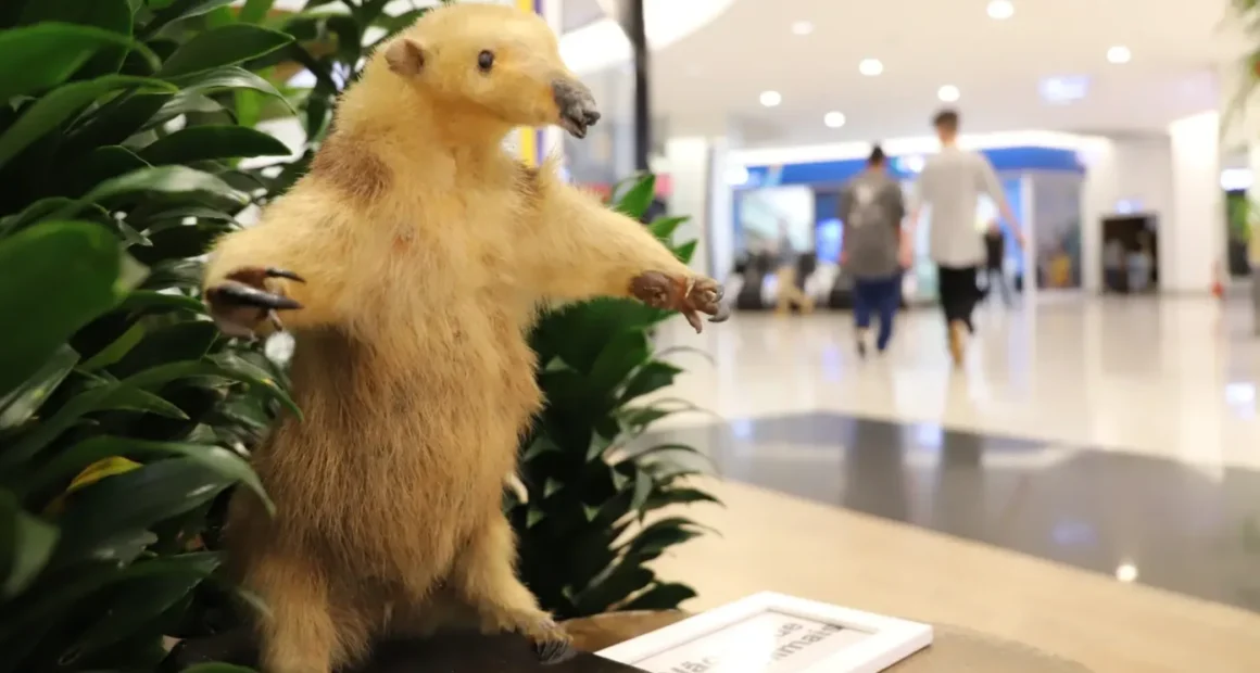 Concurso FUJAMA (SC) 2026: Vaga para Fiscal de Bem-estar Animal